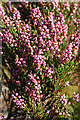 NJ2050 : Heather (Calluna vulgaris) by Anne Burgess