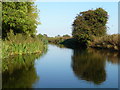 SK7594 : Reflected bush, Chesterfield Canal by Christine Johnstone