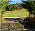 SO5115 : Grazing sheep, Buckholt by Jaggery