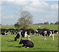 SJ9319 : Grazing north of Acton Trussell, Staffordshire by Roger  D Kidd