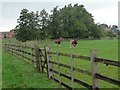 SK6380 : Grazing cattle at Scofton by Christine Johnstone