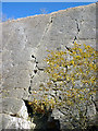 SD4875 : Looking up the Main Wall at Trowbarrow Quarry by Karl and Ali