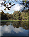 SO8992 : Spring Pool in Baggeridge Country Park near Sedgley by Roger  D Kidd