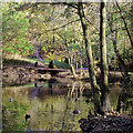 SO8992 : The edge of Spring Pool in Baggeridge Country Park near Sedgley by Roger  D Kidd