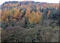 SE7297 : Golden larches, Low Crag by Pauline E