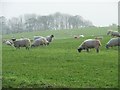 TA0581 : Sheep grazing on Carr Hills by Christine Johnstone