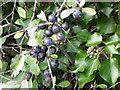 SU0425 : Ivy berries, Broad Chalke by Maigheach-gheal