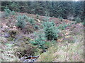 NY6191 : Sturdy Sike, Kielder Forest by Les Hull