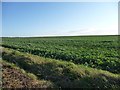 TA0876 : Large crop field south of the Wold Newton road by Christine Johnstone