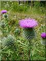 SN7067 : Thistle bloom near Ystradmeurig, Ceredigion by Roger  D Kidd