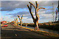 SK5435 : Newly pollarded willows on Canal Side by David Lally