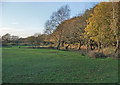 SS8583 : Grazing land and trees, Cwm Ffos by eswales