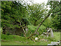 SN6967 : Ruined farm building in pasture south of Tynygraig, Ceredigion by Roger  D Kidd