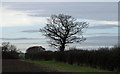 TL8503 : Hedgerow with tree on field boundary by Roger Jones