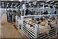 SO4742 : Sheep sales, Hereford Livestock Market by Philip Halling