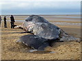 TF6842 : Dead whale on beach at Old Hunstanton - Christmas Day 2011 by Richard Humphrey