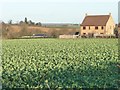 TL0596 : Large crop field, north of Apethorpe road by Christine Johnstone