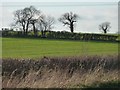 TL0596 : Trees on the field boundary by Christine Johnstone