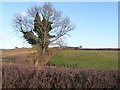 TL0198 : Hedgerow tree east of a little brook by Christine Johnstone