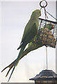 TQ2995 : Ring-Necked Parakeet (Psittacula krameri) by Christine Matthews