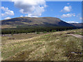 NN5794 : Moorland and coniferous plantation in Glen Markie by Trevor Littlewood