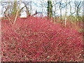 SU0336 : Dogwood (Cornus sanguinea), Langford Lakes by Maigheach-gheal