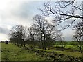 SE2005 : Trees along a stream near Spicer House by Christine Johnstone