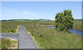 SN6862 : Board-walk on Cors Caron, Ceredigion by Roger  D Kidd