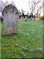 ST9929 : Snowdrops in the churchyard, Fovant by Maigheach-gheal