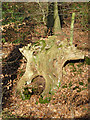 SP9207 : Gnarled tree stump, Browns Lane by Rob Farrow