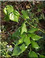 SX9064 : Ivy leaves, Crownhill Park by Derek Harper