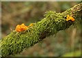 SX5297 : Jelly fungus, South Moor Plantation by Derek Harper