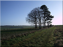  : Trees on Bridleway from Four Barrows to Aldbourne by Vieve Forward