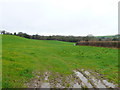 SY5499 : Pasture fields at Higher Kingcombe by Nigel Mykura