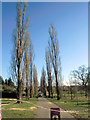 TQ3095 : Poplars Down in Oakwood Park, London N14 by Christine Matthews