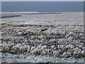 TF4133 : The Wash coast in winter - Hoar frost on the marsh by Richard Humphrey