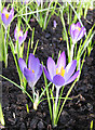 TA1063 : Crocus, Burton Agnes by Pauline E