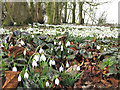 TA1063 : Snowdrop Spectacular by Pauline E