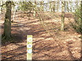 SU7589 : Public footpath through Gussetts Wood by Peter S