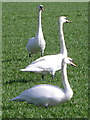 SU1410 : Mute Swans (Cygnus olor) by Maigheach-gheal