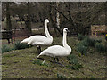 SO7104 : Trumpeter Swans at WWT Slimbridge by David Dixon