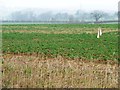 SE7765 : Bird-scarer in crop field by Christine Johnstone