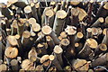 TQ6934 : Log Pile near Kilndown by Julian P Guffogg