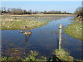 TL5580 : Water meadows near Ely by Richard Humphrey