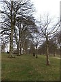 SX0963 : Between the double line of trees lining the drive of Lanhydrock House  by David Smith