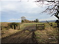 NZ0958 : Hedgerow trees near Laybourn's Fell by Robert Graham