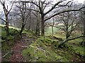 SH6431 : Woods above Cwm-bychan by John Lucas