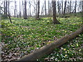 TQ4878 : Wild daffodils in Lesnes Abbey Woods by Marathon