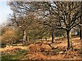 TQ1872 : Richmond Park by Paul Gillett