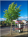 J5081 : Telephone boxes, Bangor by Rossographer